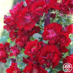 Keep In Touch 11 Keep In Touch -Precisiom Store keep in touch 15