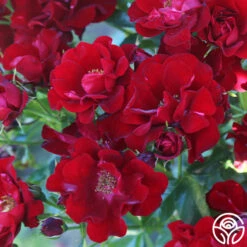 Keep In Touch 16 Keep In Touch -Precisiom Store keep in touch 16