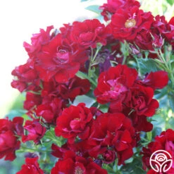 Keep In Touch 15 Keep In Touch -Precisiom Store keep in touch 17