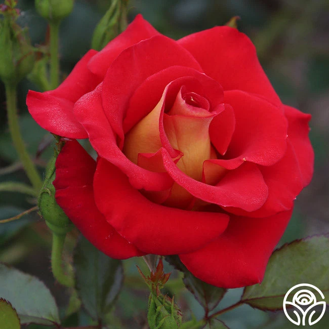 Ketchup & Mustard™ 1 Ketchup & Mustard™