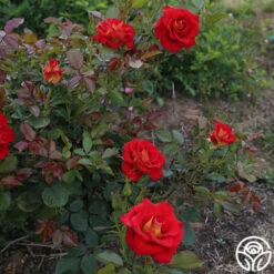 Ketchup & Mustard™ 24 Ketchup & Mustard™ -Precisiom Store ketchup mustard 2