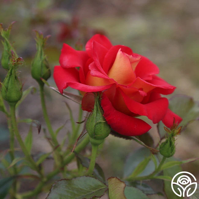 Ketchup & Mustard™ 3 Ketchup & Mustard™ - Image 3