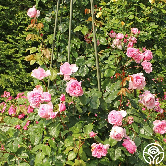 Arborose® Kiss Me Kate 5 Arborose® Kiss Me Kate - Image 5