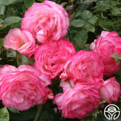 Kiss Of Desire -Precisiom Store kiss of desire logo 02