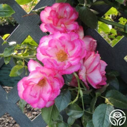 Kiss Of Desire -Precisiom Store kiss of desire logo 03