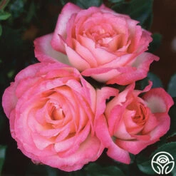 Kiss Of Desire -Precisiom Store kiss of desire logo 05