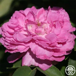 La Reine 9 La Reine -Precisiom Store la reine 2 8