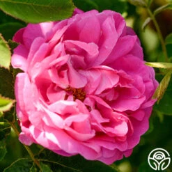 La Reine 8 La Reine -Precisiom Store la reine 5 1