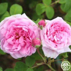 La Ville De Bruxelles -Precisiom Store la ville de bruxelles 17