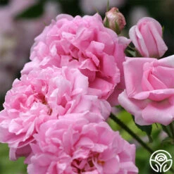 La Ville De Bruxelles -Precisiom Store la ville de bruxelles 2 4