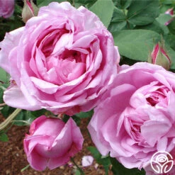 La Ville De Bruxelles -Precisiom Store la ville de bruxelles 6