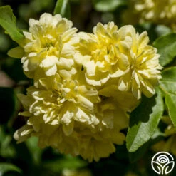 Lady Banks 6 Lady Banks -Precisiom Store lady banks logo 01