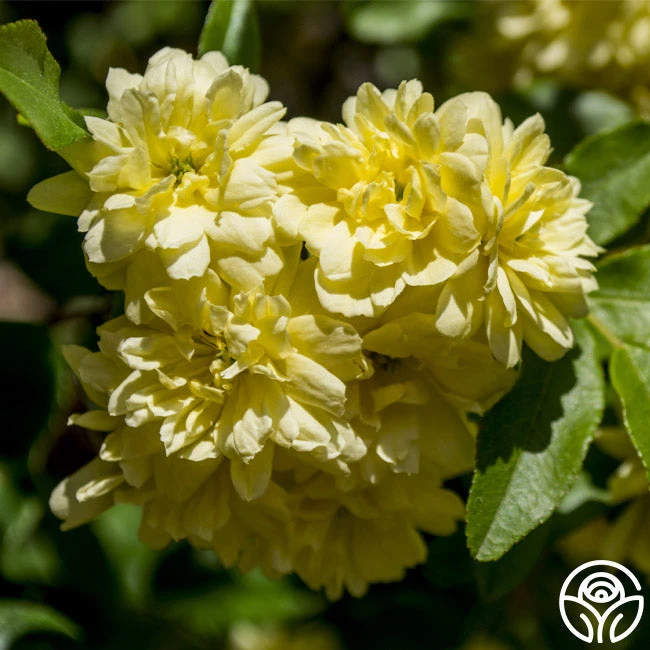 Lady Banks 3 Lady Banks - Image 3