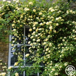 New Release -Precisiom Store lady banks logo 02