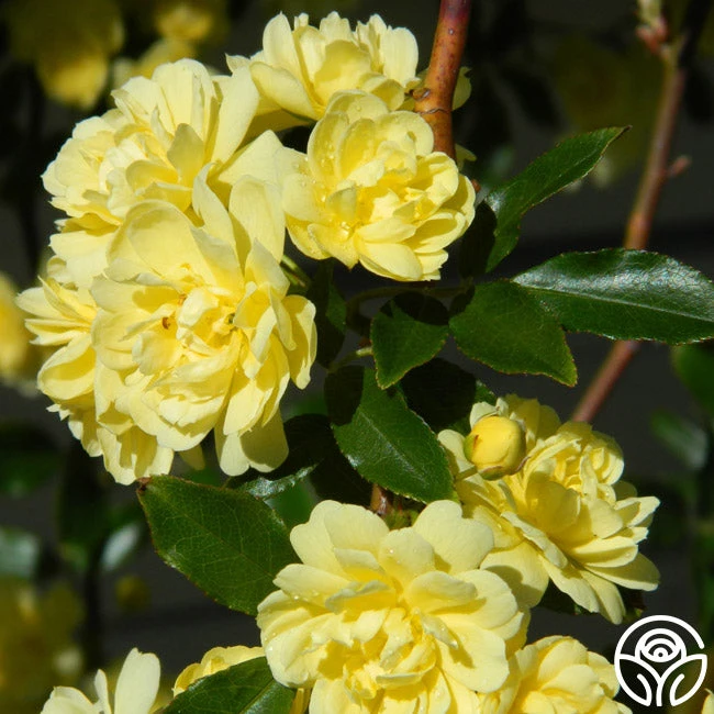 Lady Banks 4 Lady Banks - Image 4