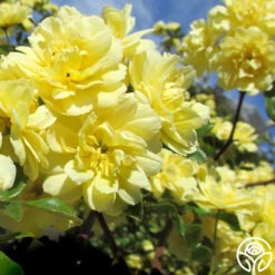 New Release 15 Lady Banks