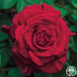 New Release 19 Lady In Red™