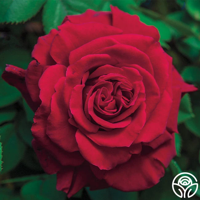 Lady In Red™ 1 Lady In Red™