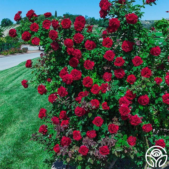 Lady In Red™ 3 Lady In Red™ - Image 3