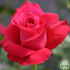 Lady Mitchell™ -Precisiom Store lady mitchell logo 03