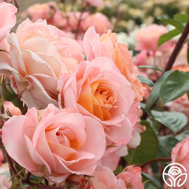 Lady Of The Mist™ 5 Lady Of The Mist™ - Image 5