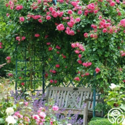 Arborose® Laguna -Precisiom Store laguna 16