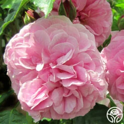 Lavender Lassie -Precisiom Store lavender lassie 1