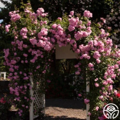 Lavender Lassie -Precisiom Store lavender lassie 2