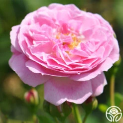 Lavender Lassie -Precisiom Store lavender lassie 3