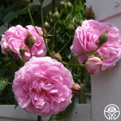 Lavender Lassie -Precisiom Store lavender lassie 4