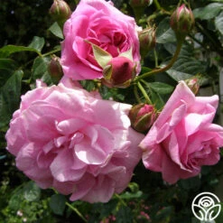 Lavender Lassie -Precisiom Store lavender lassie 5