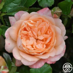 Lawrence Of Arabia™ -Precisiom Store lawrence of arabia logo 01