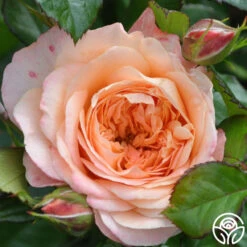 Lawrence Of Arabia™ -Precisiom Store lawrence of arabia logo 02