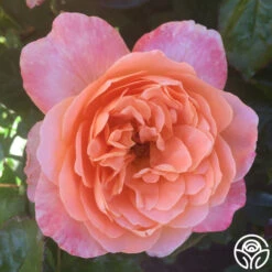 Lawrence Of Arabia™ -Precisiom Store lawrence of arabia logo 04