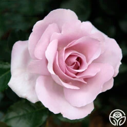 Le Petit Prince 8 Le Petit Prince -Precisiom Store le petit prince 1