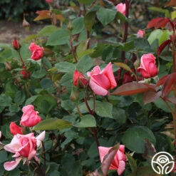 Leaping Salmon -Precisiom Store leaping salmon 12 4