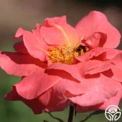 Leaping Salmon -Precisiom Store leaping salmon 13