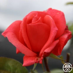 Leaping Salmon -Precisiom Store leaping salmon logo 02