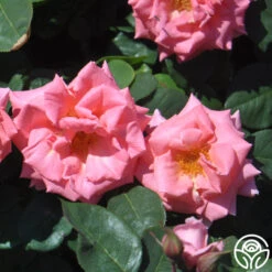 Leaping Salmon -Precisiom Store leaping salmon logo 03