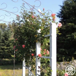 Leaping Salmon -Precisiom Store leaping salon 0 14