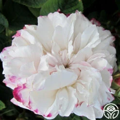 Leda -Precisiom Store leda 2 6