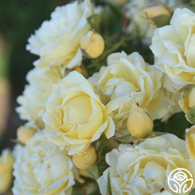 Light Of Day 2 Light Of Day - Image 2