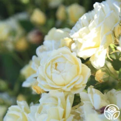 Light Of Day 9 Light Of Day -Precisiom Store light of day 12