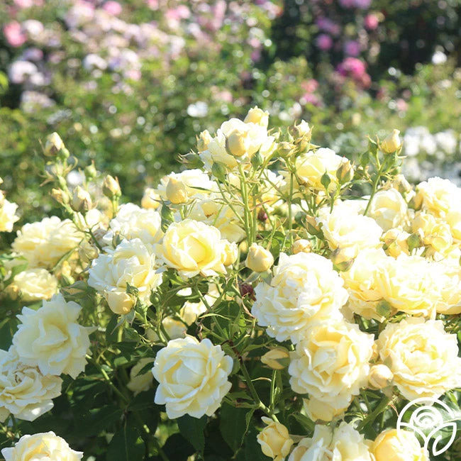 Light Of Day 3 Light Of Day - Image 3