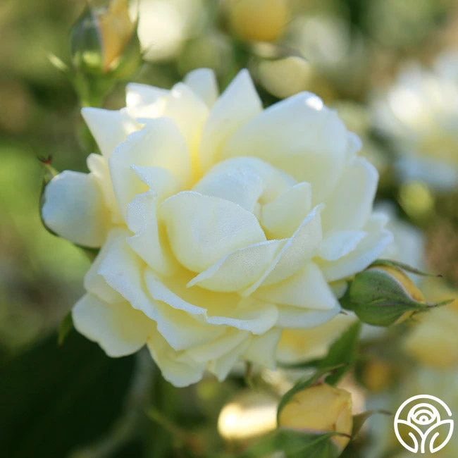 Light Of Day 4 Light Of Day - Image 4