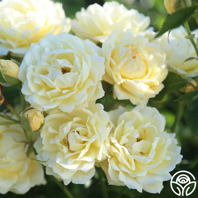 Light Of Day 1 Light Of Day