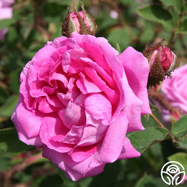 Lilac Pink Moss 2 Lilac Pink Moss - Image 2