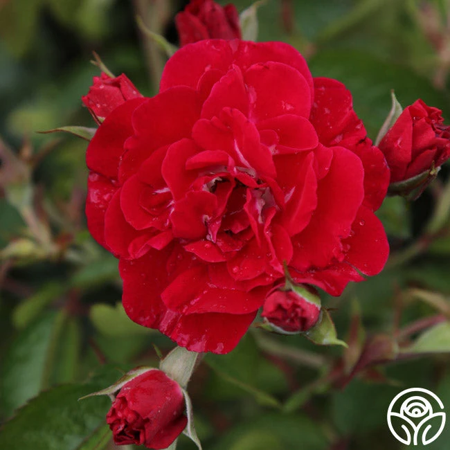 Linda Campbell 1 Linda Campbell