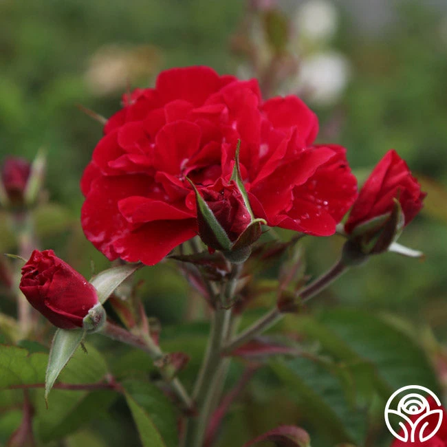 Linda Campbell 2 Linda Campbell - Image 2