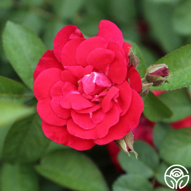 Linda Campbell 3 Linda Campbell - Image 3